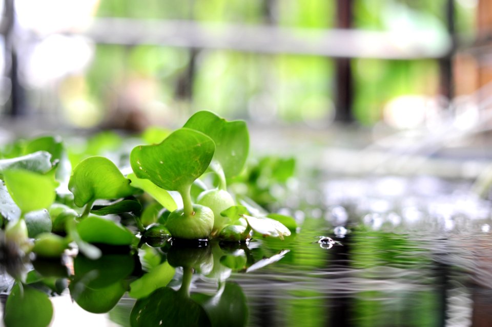 Water Green Leaf Flora