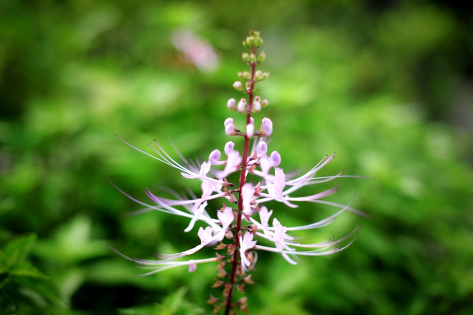 Plant Flora Flower Plant Stem