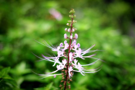 Plant Flora Flower Plant Stem