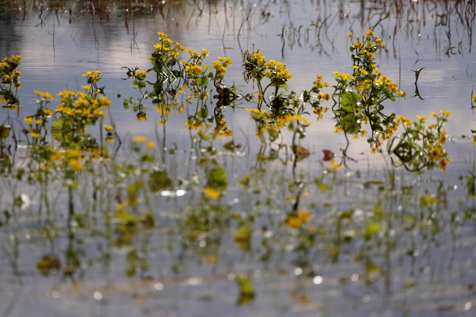 Water Yellow Flora Flower