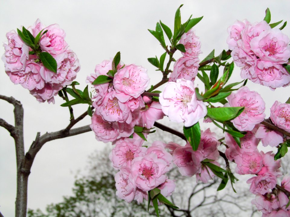 Flower Plant Pink Flowering Plant