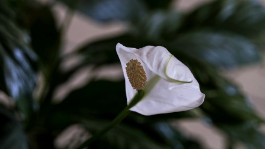 Flower Flora Plant Datura photo