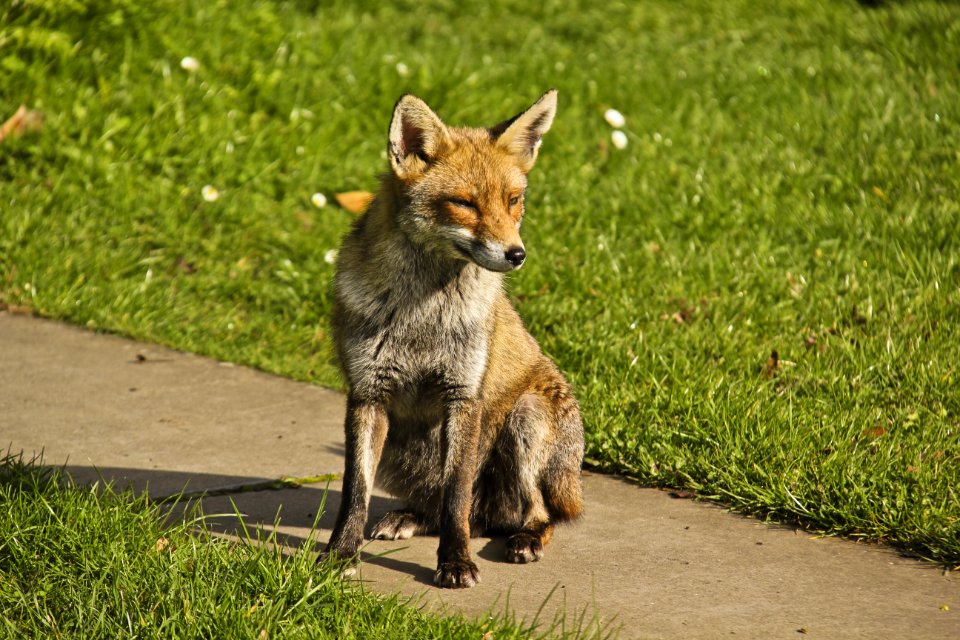 Fox Wildlife Fauna Mammal