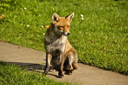 Fox Wildlife Fauna Mammal photo