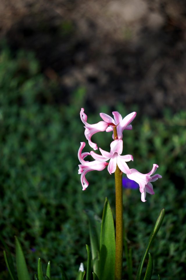 Plant Flower Flora Flowering Plant