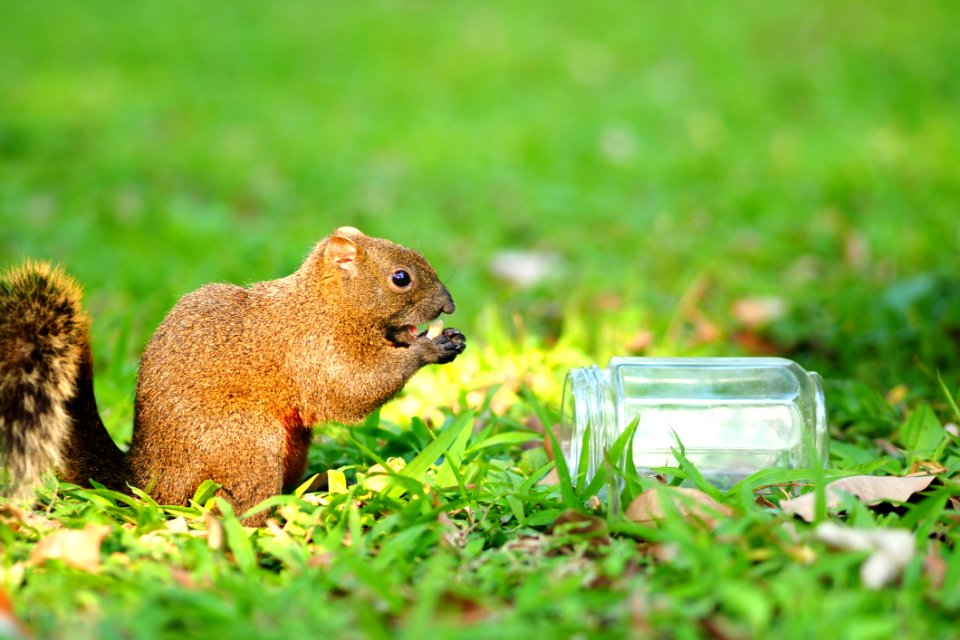 Mammal Squirrel Fauna Grass