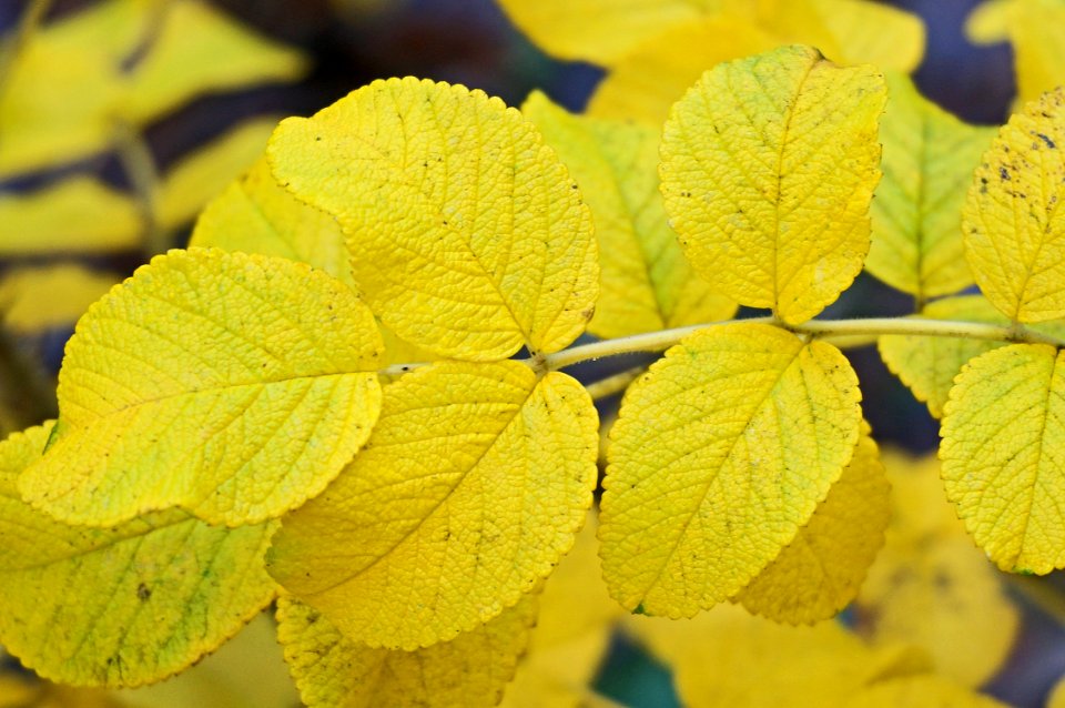 Leaf Yellow Autumn