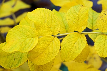 Leaf Yellow Autumn