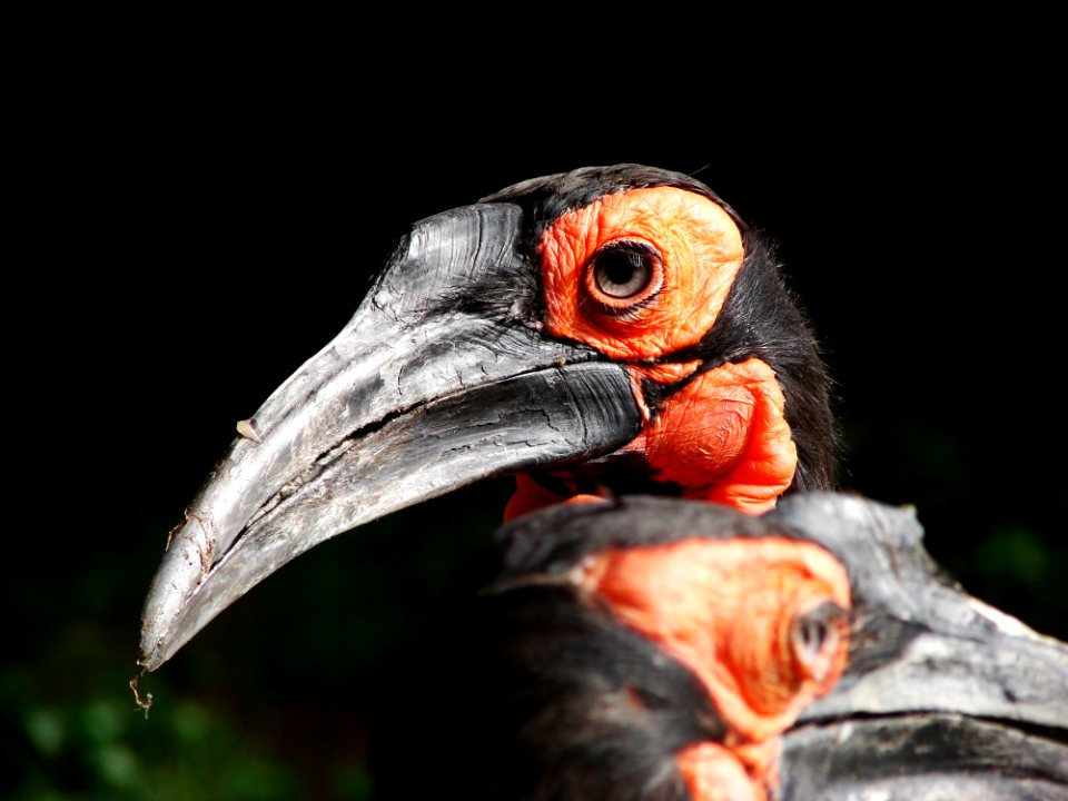 Beak Bird Hornbill Fauna