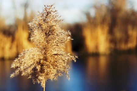 Branch Frost Winter Morning