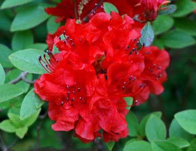 Flower Plant Woody Plant Flowering Plant