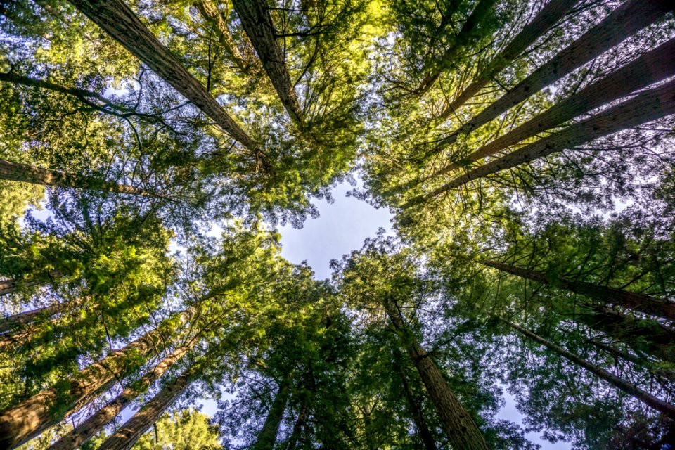 Tree Vegetation Ecosystem Forest