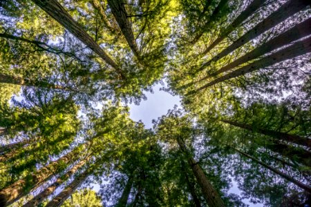 Tree Vegetation Ecosystem Forest