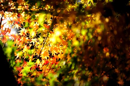 Leaf Nature Autumn Yellow photo