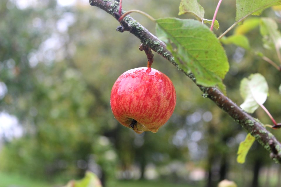 Fruit Branch Fruit Tree Apple