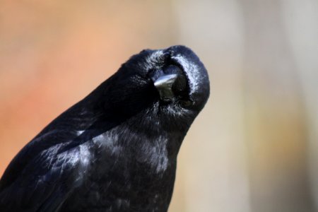 Beak Bird Fauna Close Up photo