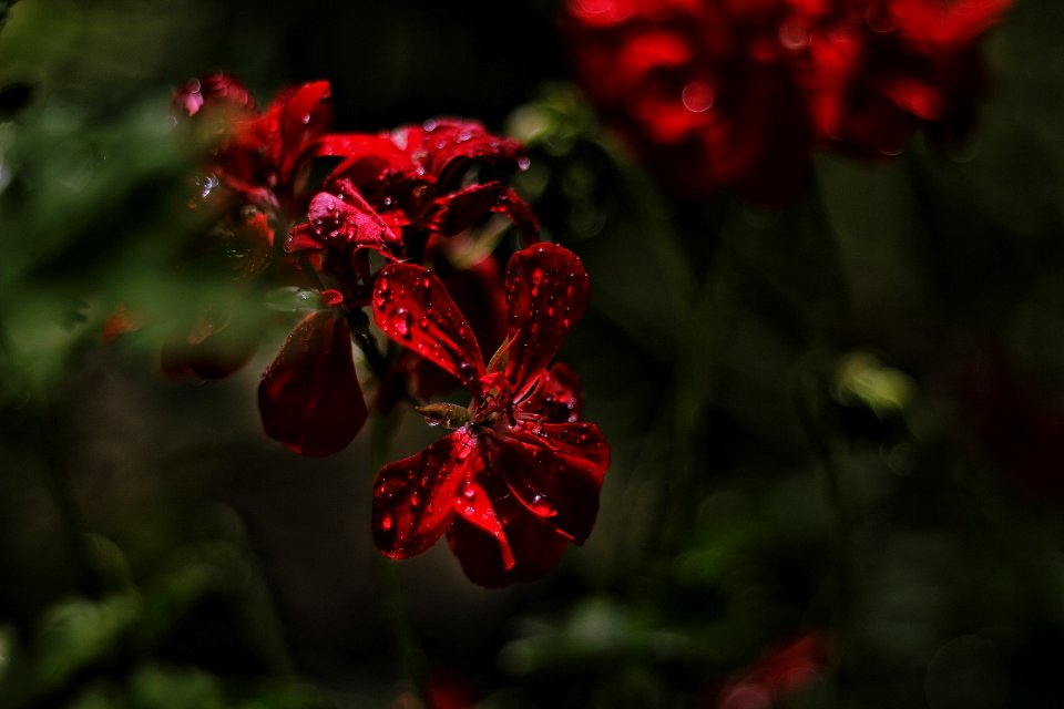 Flower Red Flora Plant
