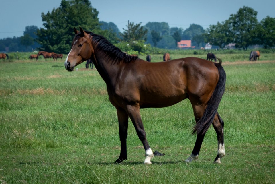 Horse Pasture Mare Stallion