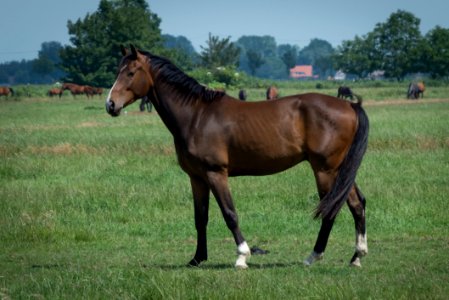 Horse Pasture Mare Stallion photo