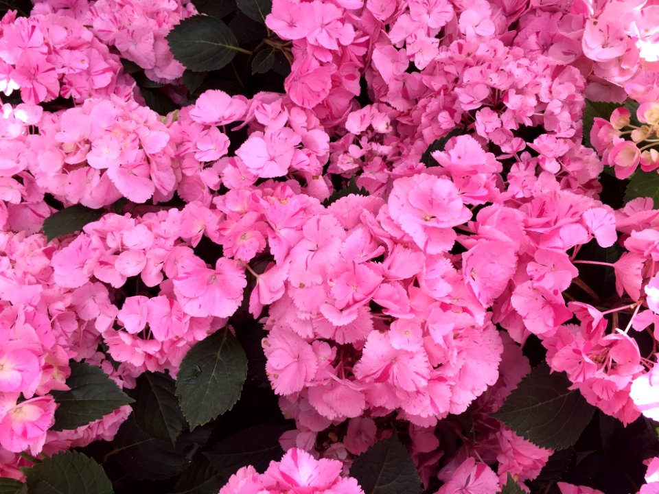 Flower Plant Pink Flowering Plant