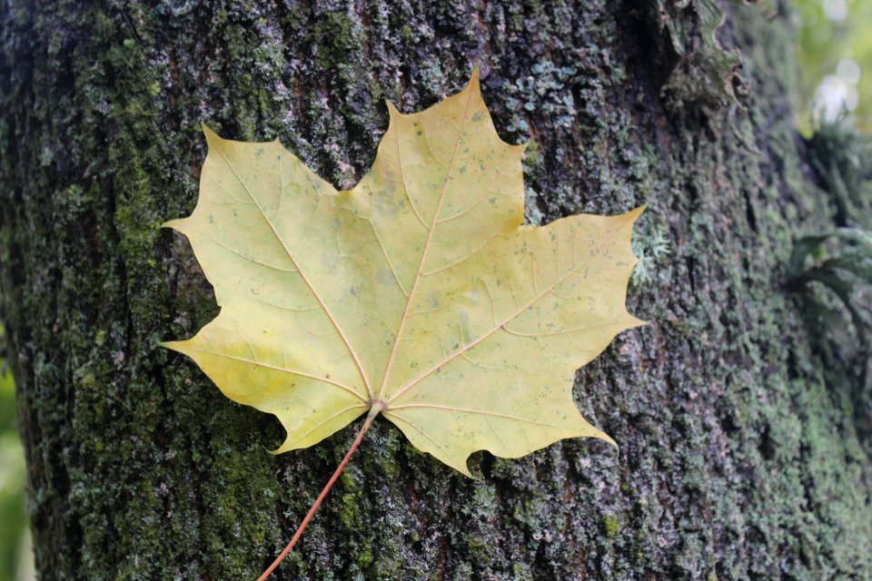 Leaf Maple Leaf Tree Plant
