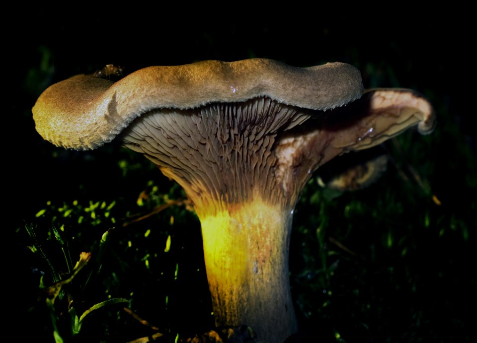 Fungus Mushroom Edible Mushroom Oyster Mushroom