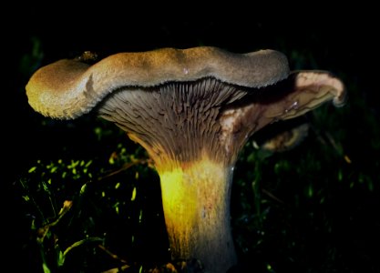 Fungus Mushroom Edible Mushroom Oyster Mushroom
