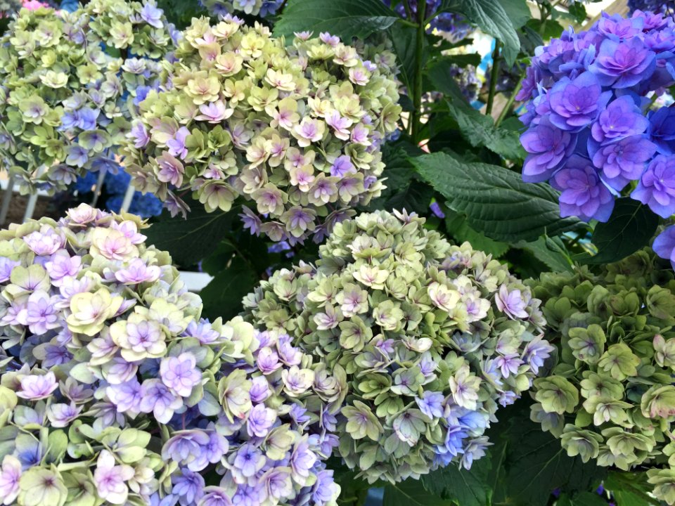 Flower Plant Flowering Plant Hydrangea