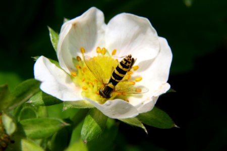 Flower Nectar Honey Bee Rosa Canina