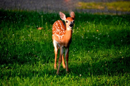 Wildlife Deer Fauna Mammal photo