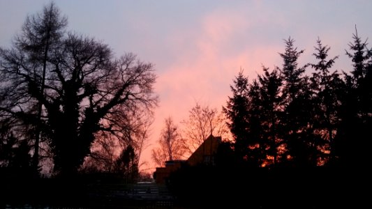 Sky Tree Dawn Cloud photo