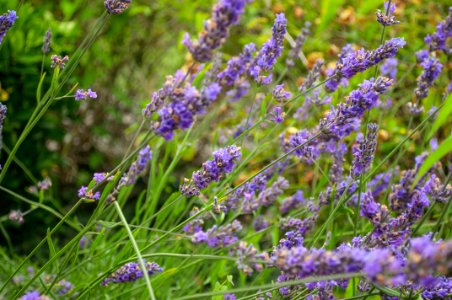 Plant English Lavender Lavender Flower photo
