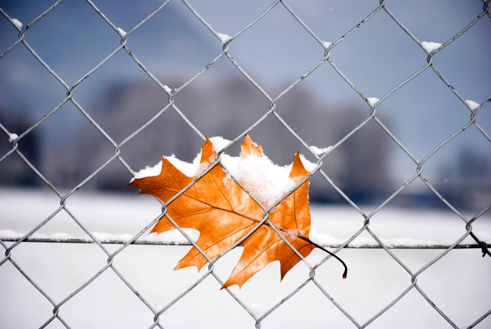 Leaf Sky Wire Fencing Branch