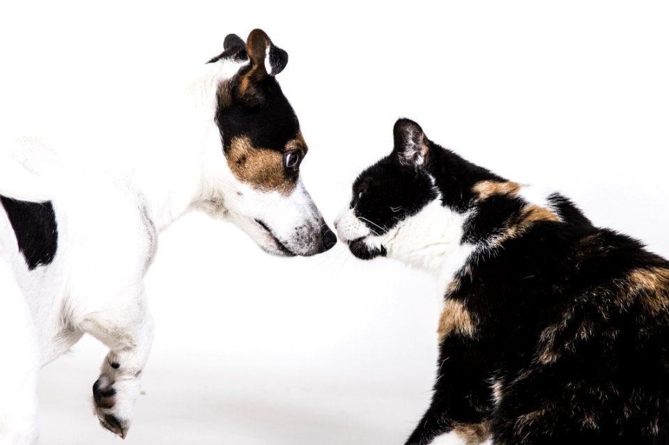 Dog Breed Cat Dog Small To Medium Sized Cats