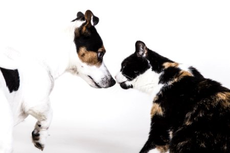 Dog Breed Cat Dog Small To Medium Sized Cats