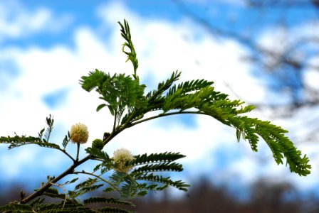 Sky Vegetation Leaf Flora photo