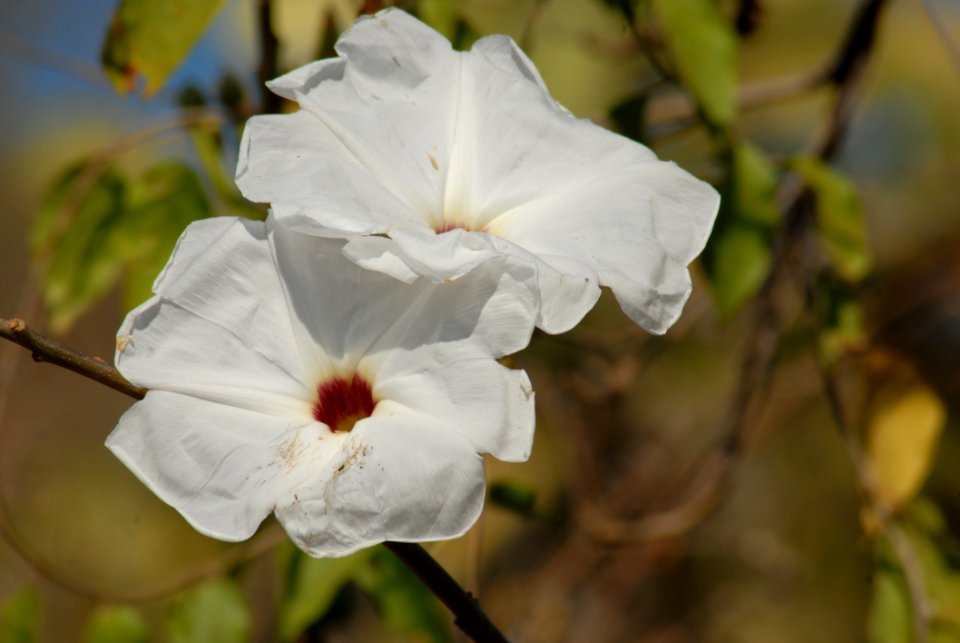 White Flower Plant Flowering Plant