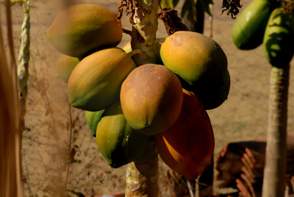 Fruit Papaya Fruit Tree Produce