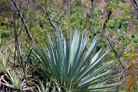 Plant Vegetation Flora Ecosystem
