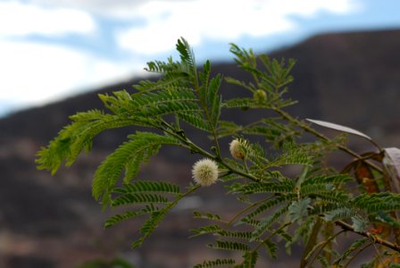 Vegetation Plant Leaf Tree photo