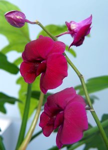 Flower Plant Pink Flora