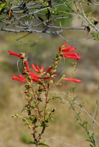 Plant Flora Flower Vegetation