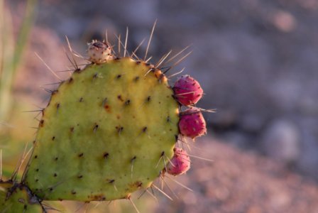 Thorns Spines And Prickles Barbary Fig Cactus Nopal photo