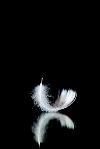 Black Black And White Monochrome Photography Feather