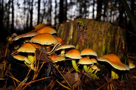 Mushroom Ecosystem Fungus Edible Mushroom photo