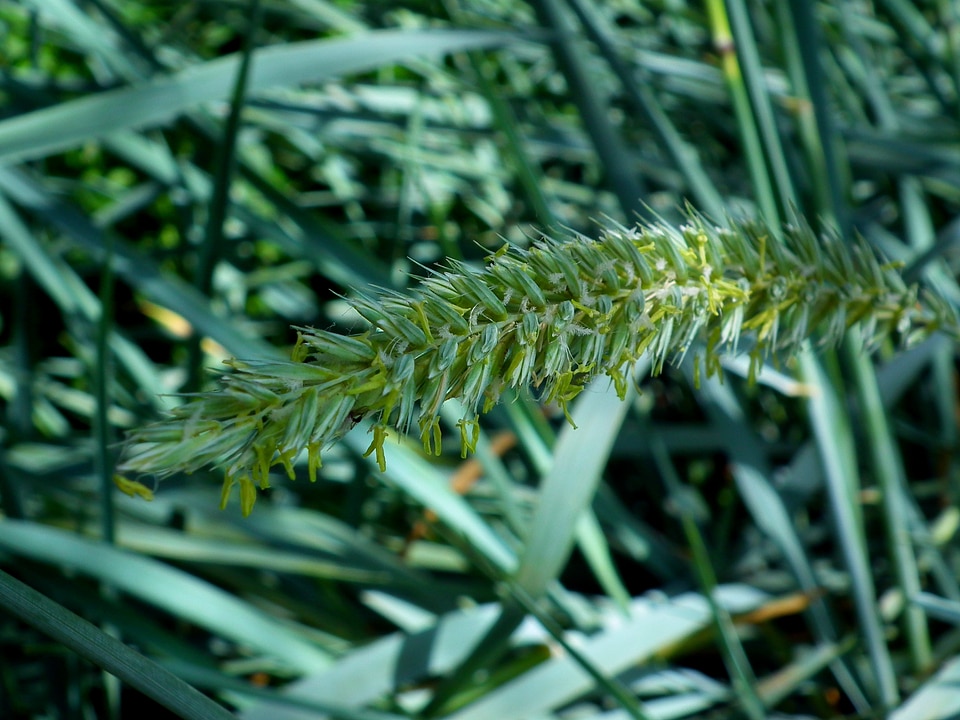 Green leaves of grass green grass