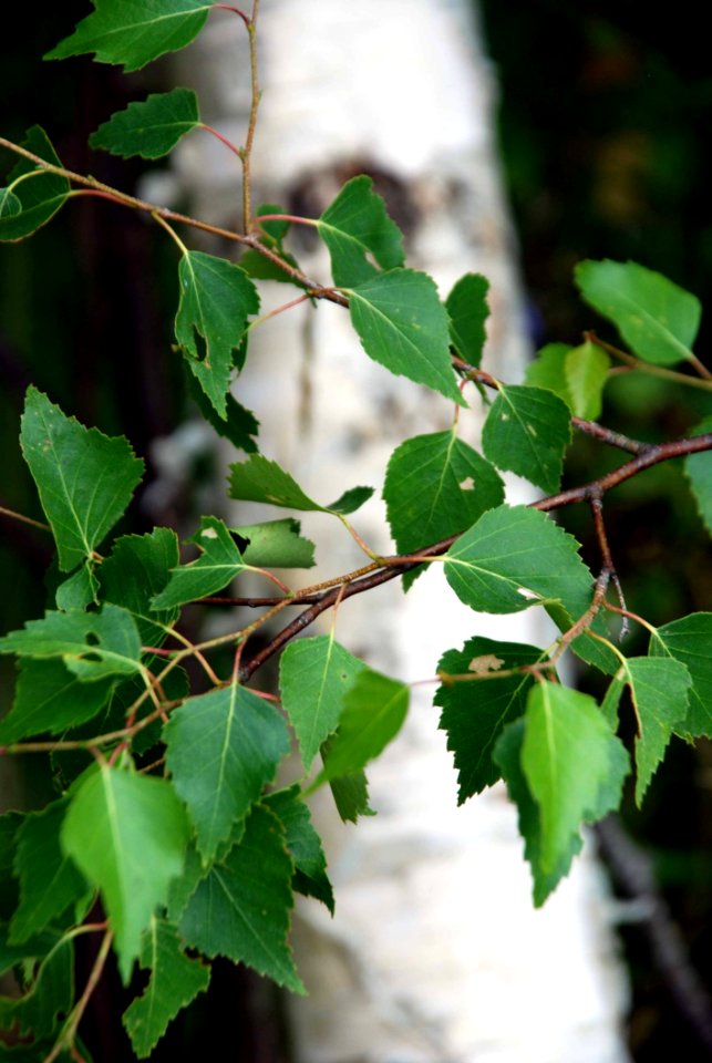 Plant Leaf Tree Branch