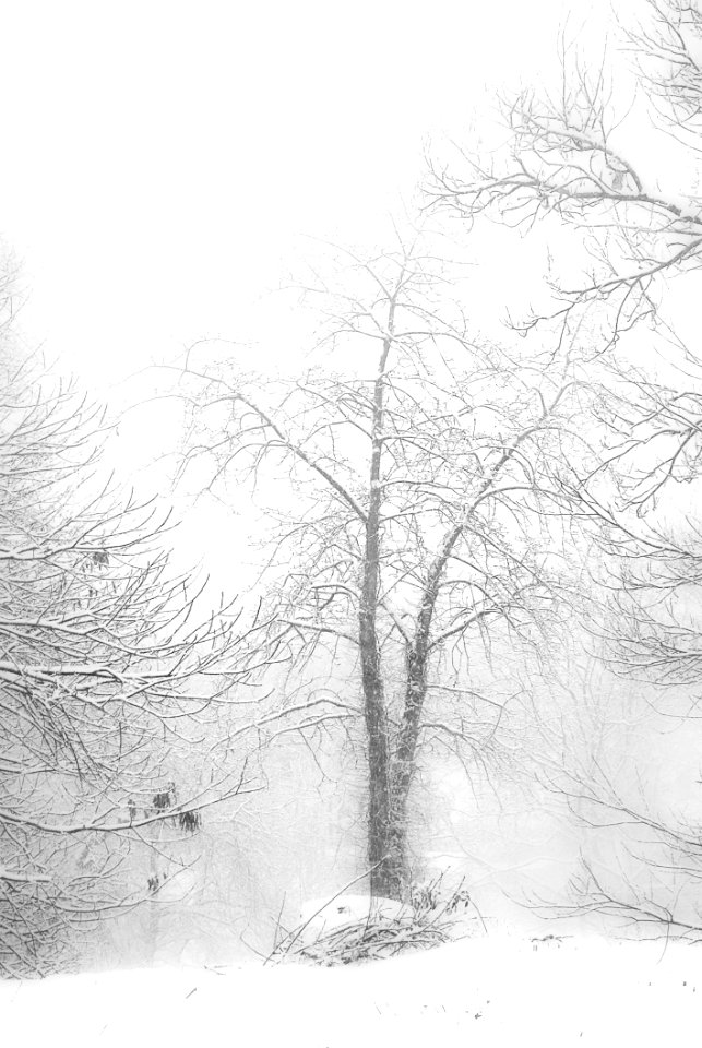 Tree Black And White Branch Winter