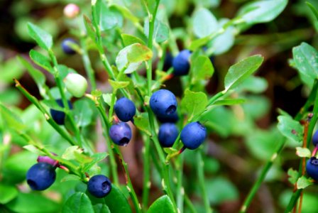 Plant Berry Bilberry Blueberry photo