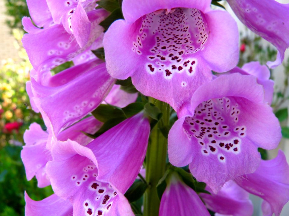 Flower Pink Purple Violet